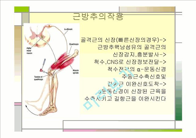 [의학,약학][운동치료학] 골지건과 근방추[Muscle spindle,  Golgi tendon organ]   (7 )